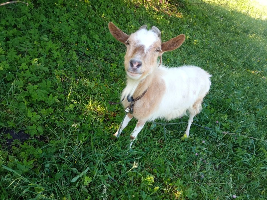 Коза продається строчно