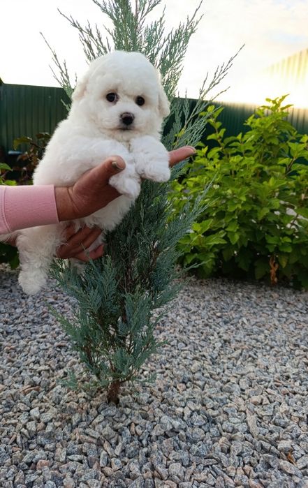 Бишон фризе!! Девочка!!