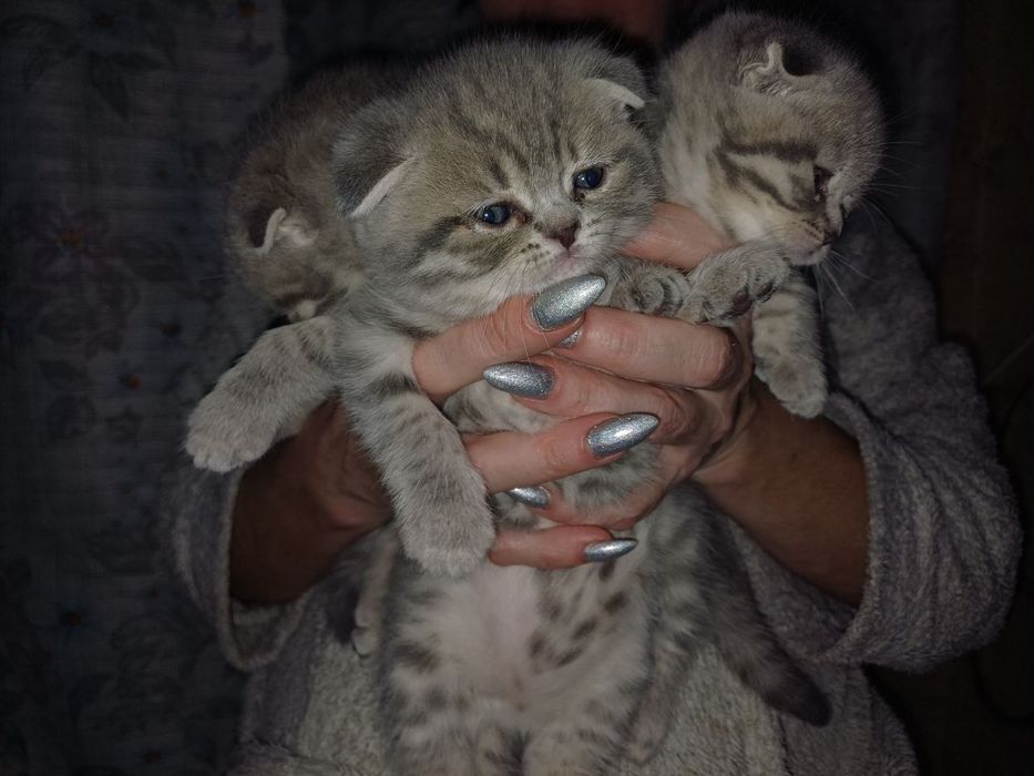 Шотландські кошенята