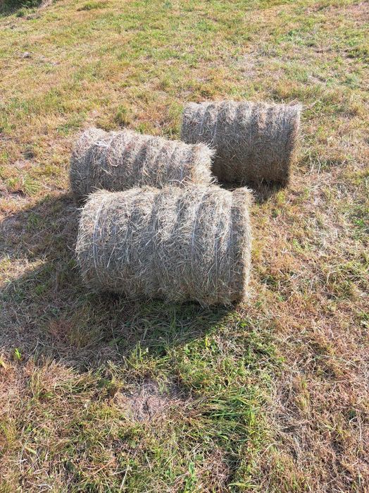 Siano małe  bale . Bele tradycyjnie suszone