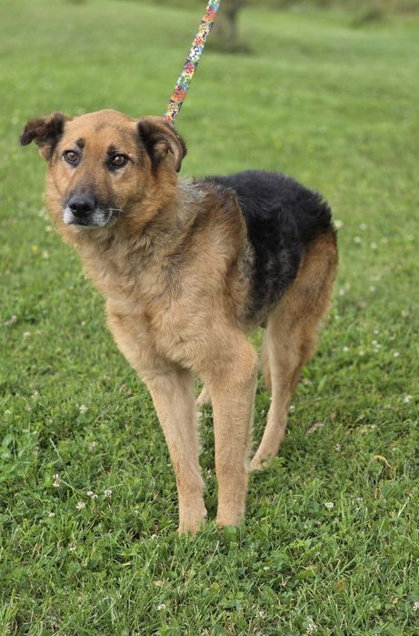 Olsztyn /Bukowno znaleziono psa!