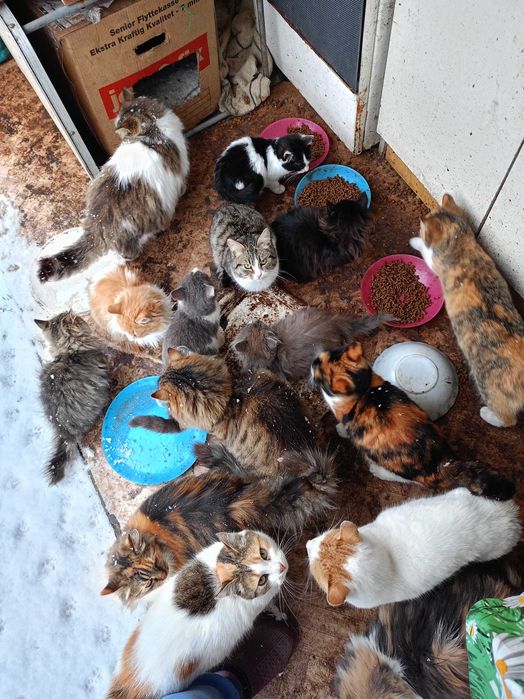 Кошенята шукають друзів і родину!