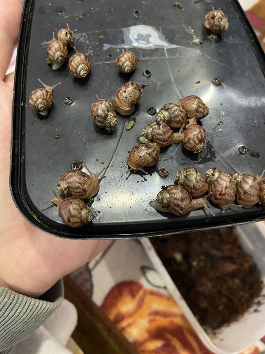 Віддам равликів Ахетіни в гарні руку.