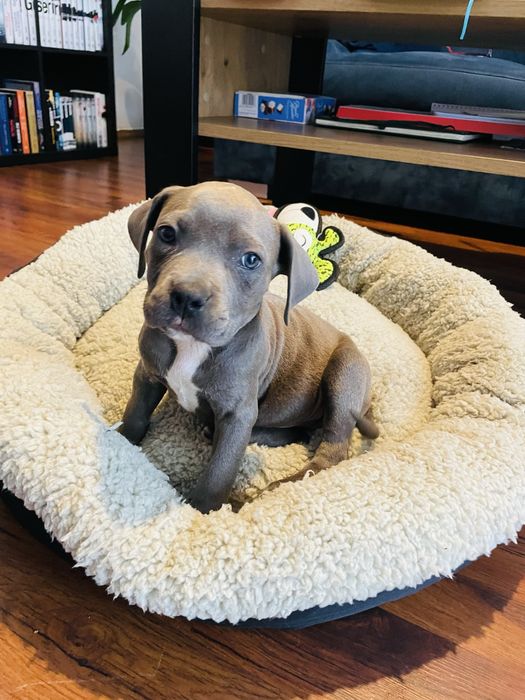 Szczeniak American Staffordhire Terrier Blue