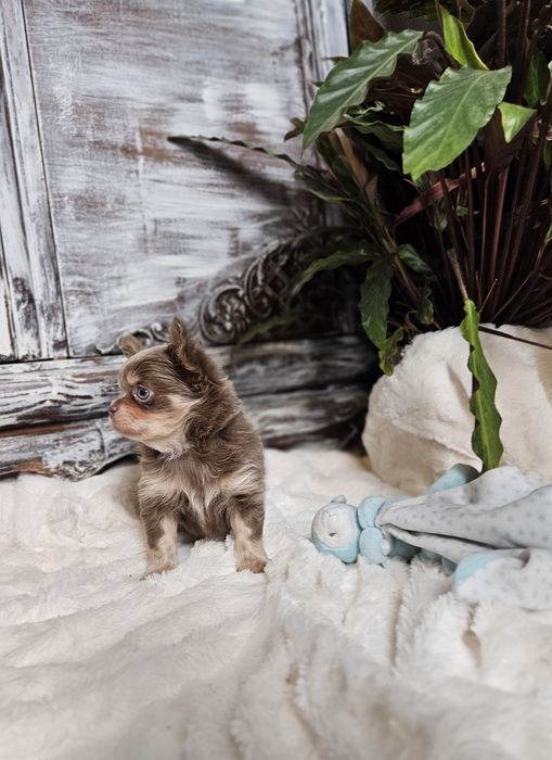 Chihuahua Zarezerwowany