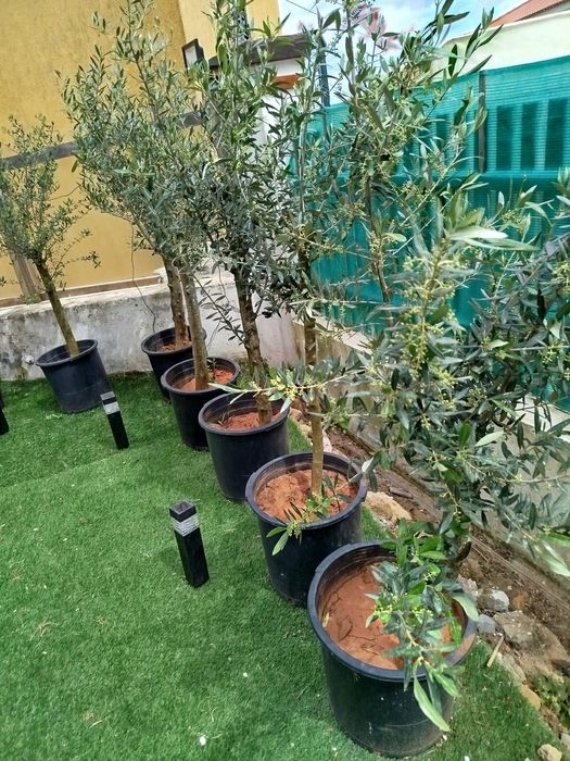 Oliveiras de ornamentação