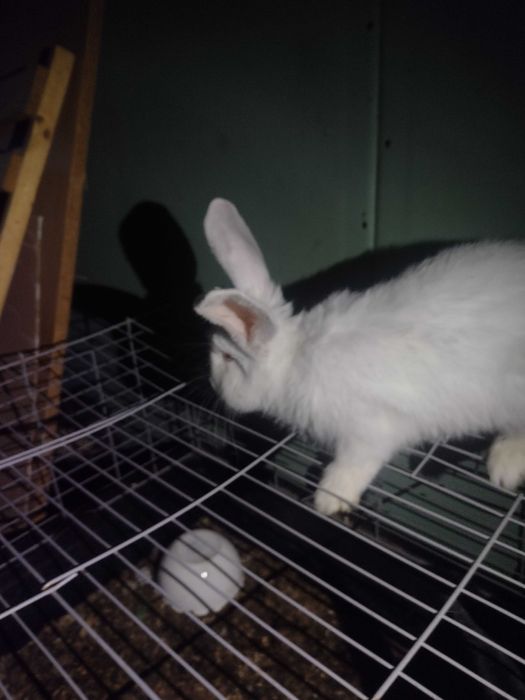 Sprzedam króliki 5 misieczne