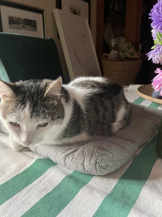 Kocica 2 letnia, sterylizowana, szczepiona i odrobaczana
