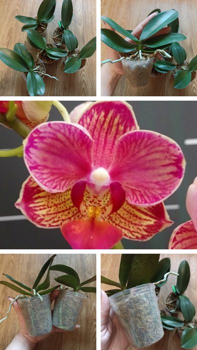 Орхідеї дорослі і підлітки.