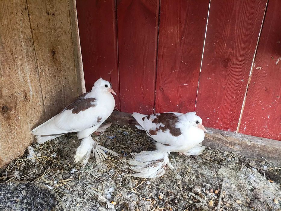 Gołębie czajka-młode