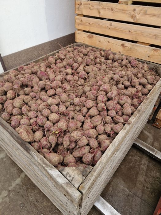 Buraczki ćwikłowe odpadowe paszowe