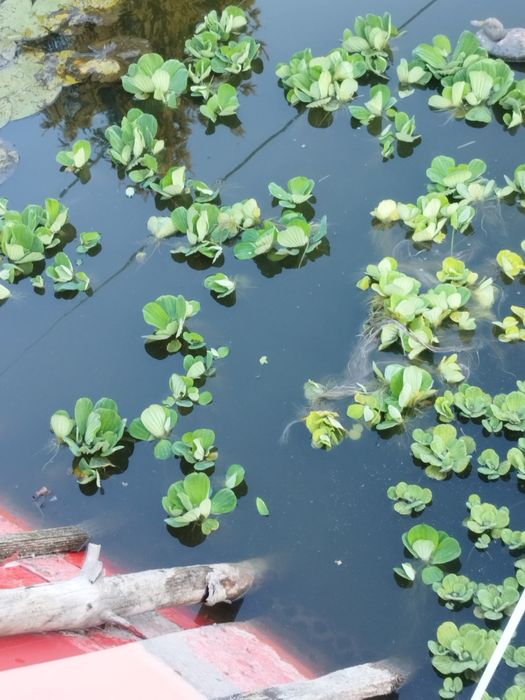 Rośliny do oczka wodnego pistia rozetkowa