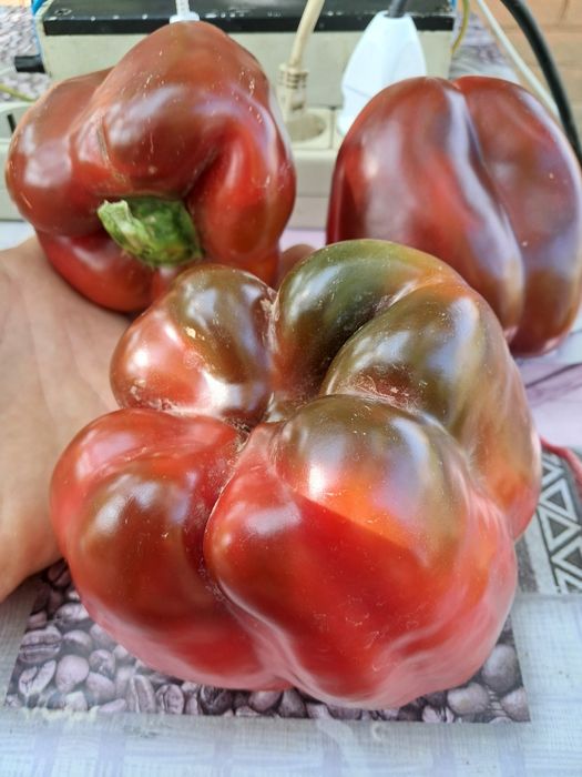 Семена перца ратунда сладкий