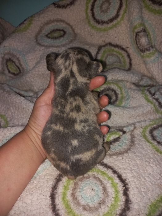 Дівчата та хлопці. Французи.