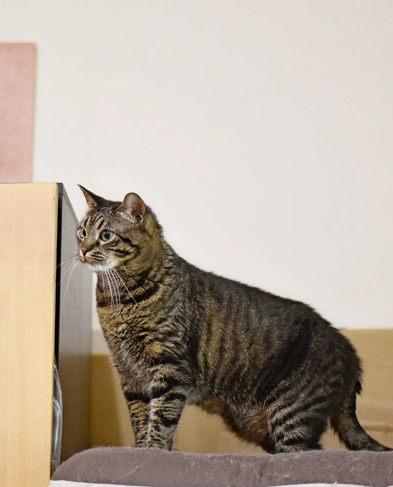 Кошка Кими ищет дом