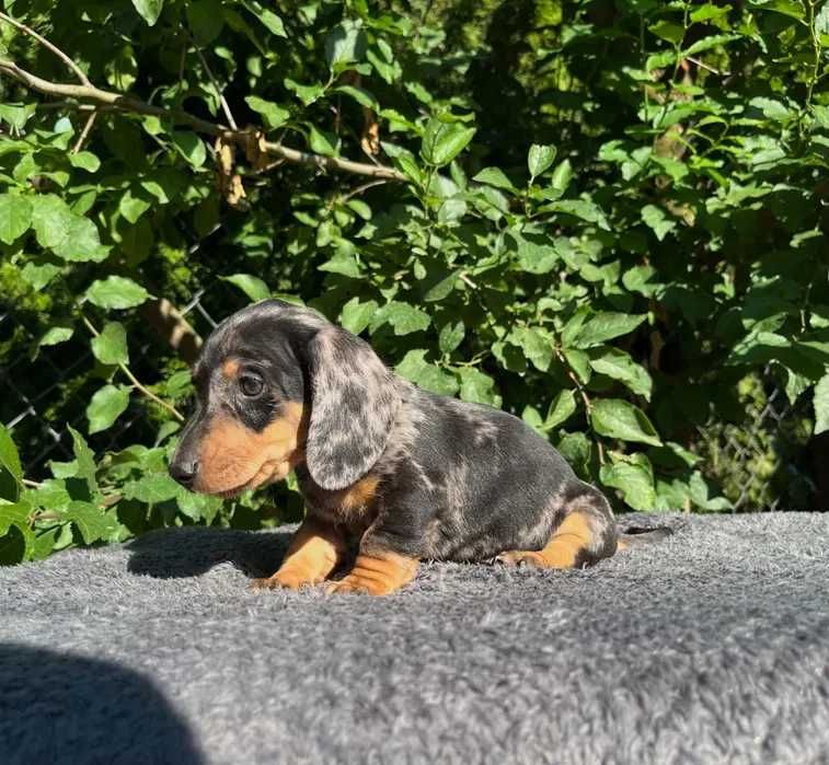 Teckel merle disponivel