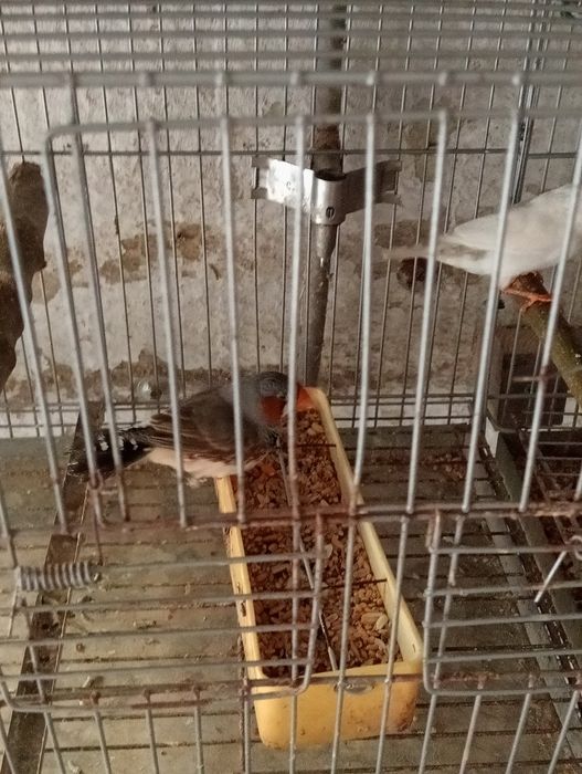 Vendo casais de mandarins