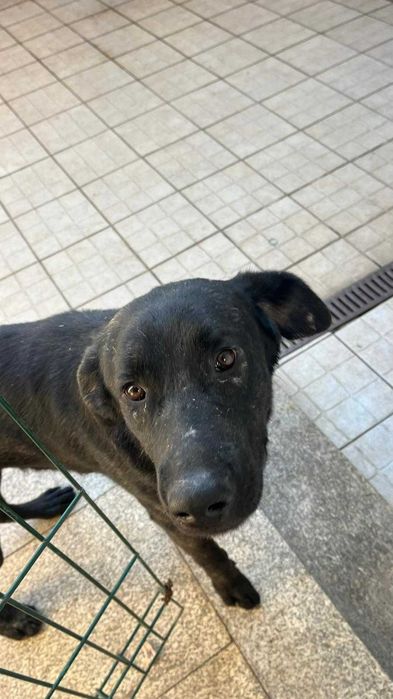 Fêmea Castro laboreiro muito dócil para adoção responsável