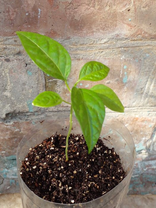 Самые свежие семена маракуйя edulis пассифлора, семена черимойя аннона