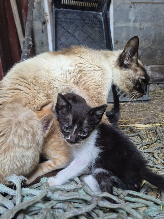 5 gatos para dar