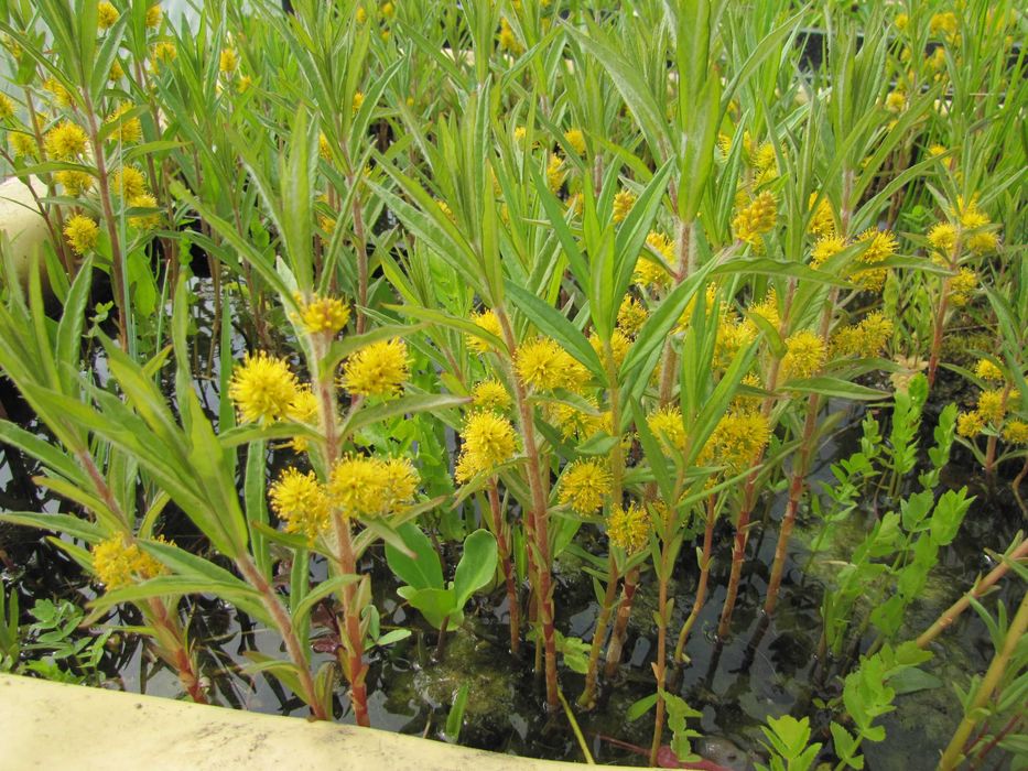 Rośliny wodne, rośliny przybrzeżne , Kamieńsk lesiakowski.pl
