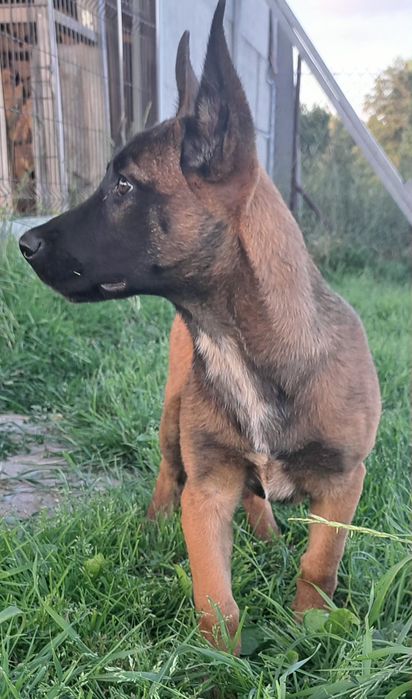 Owczarek belgijski Malinois - suczka