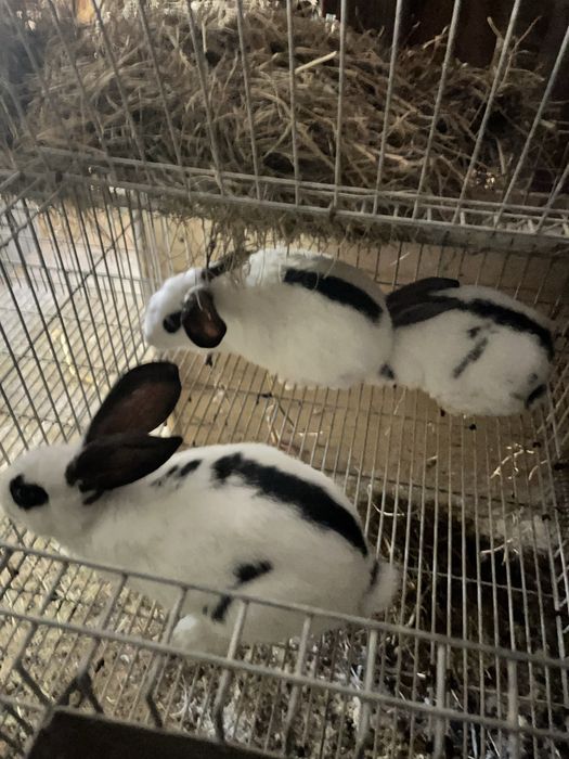 Coelhos cruzados gigante borboleta
