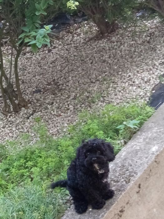 Szczeniak Cavapoo