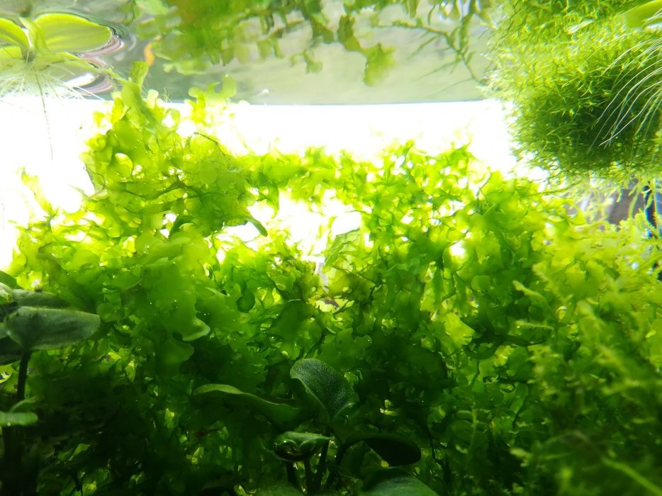 Pelia wątrobowiec roślina akwariowa