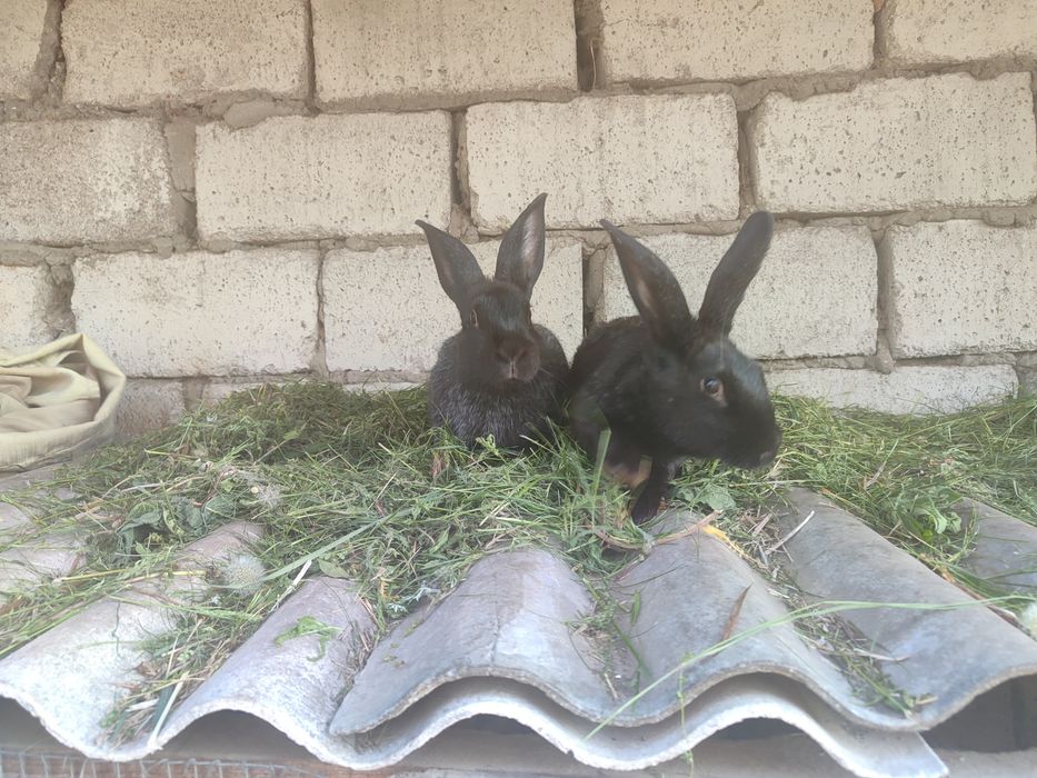 Полтавське срібло