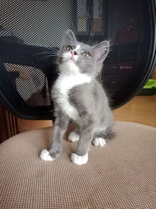 Віддам кошеня у добрі руки / Чудовий котик у білих шкарпетках!