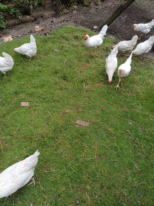 Leghorn jaja lęgowe