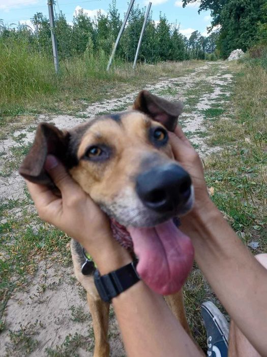 Pies Bruno kochający spacery szuka domu