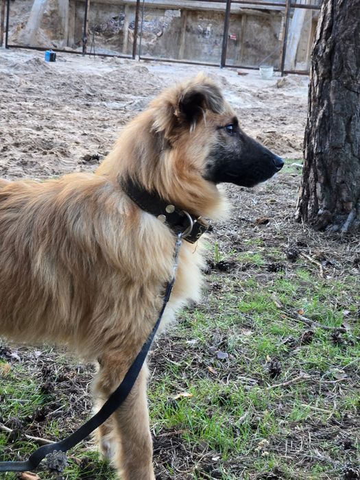 Отдам пса - компаньона, 8 месяцев