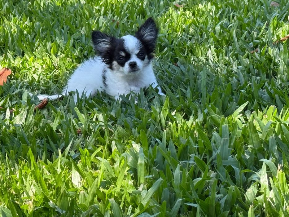 Chihuahua de pelo comprido