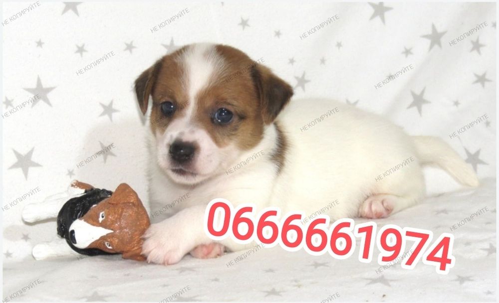 Джек Рассел тер'єр з документами клубу КСУ