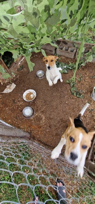 Собака джек рассел Люся