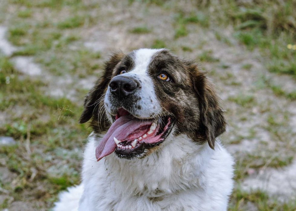 Wspaniała Iskra w typie moskiewskiego psa stróżującego! Adoptuj Ją!