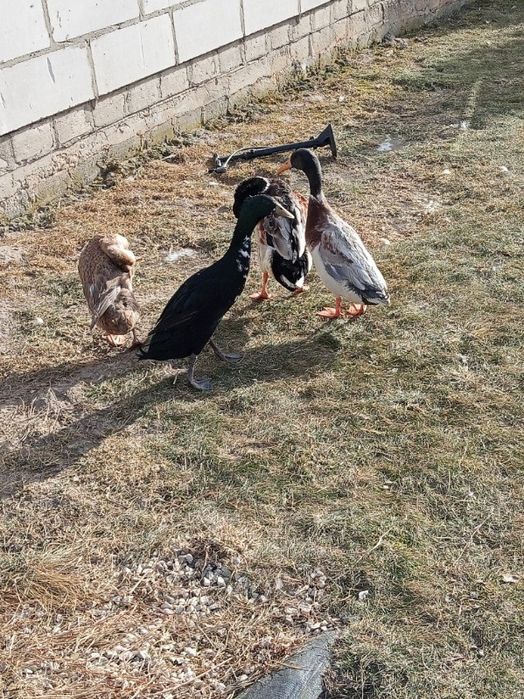 Sprzedam kaczki biegusy