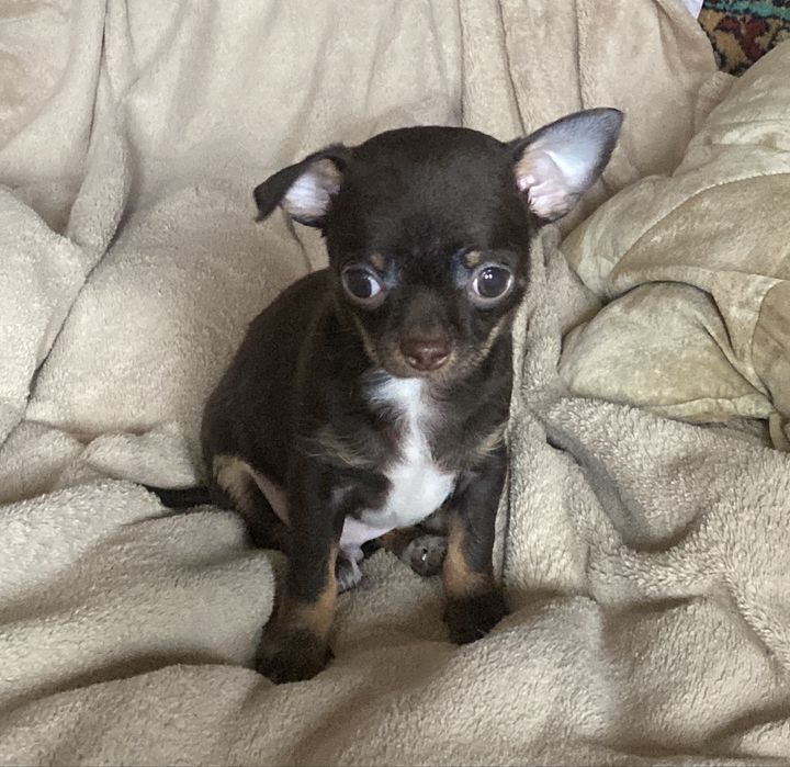 Шоколадный миник