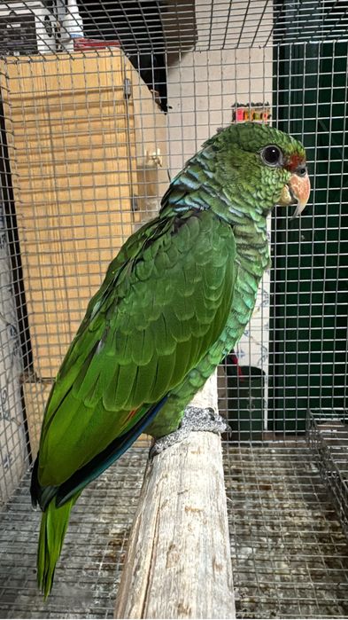 Amazona vinacea domesticada