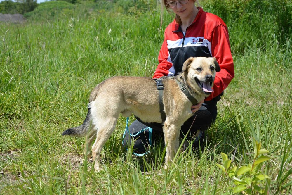 Buck – pies, który najbardziej na świecie pragnie bliskości