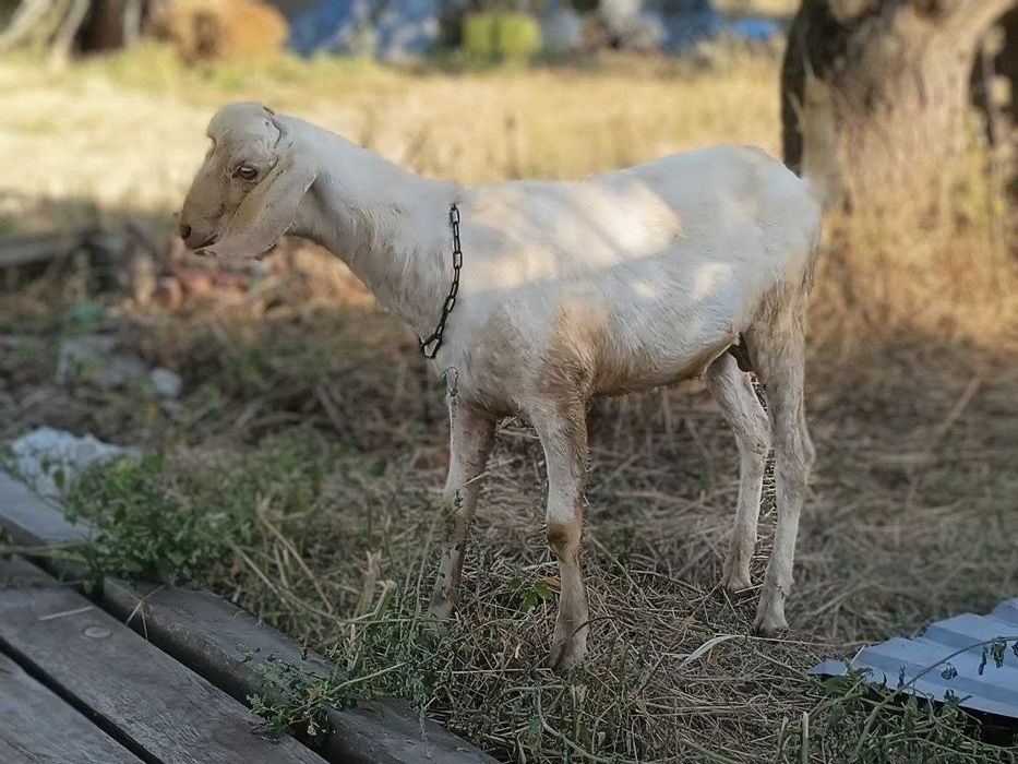 Рабочий англо-нубийский козел