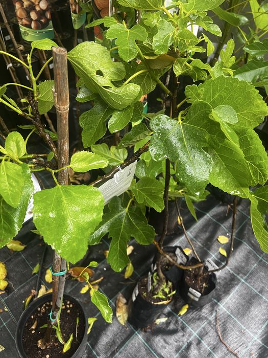 Variedades de figueiras de coleção