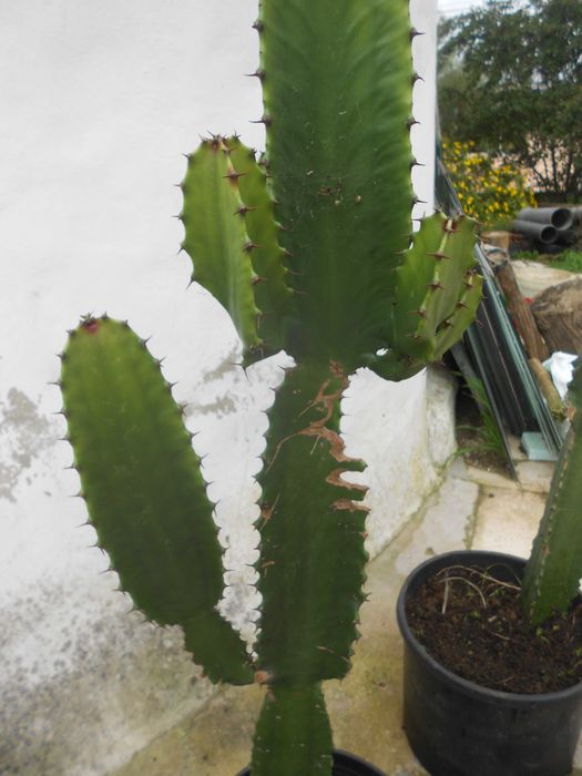 Cactos Candelabro Euphorbia grande 1 metro