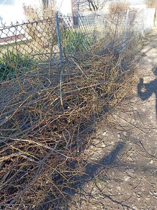 Gałęzie że śliwki