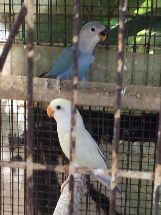 rosicolis e patos mandarins