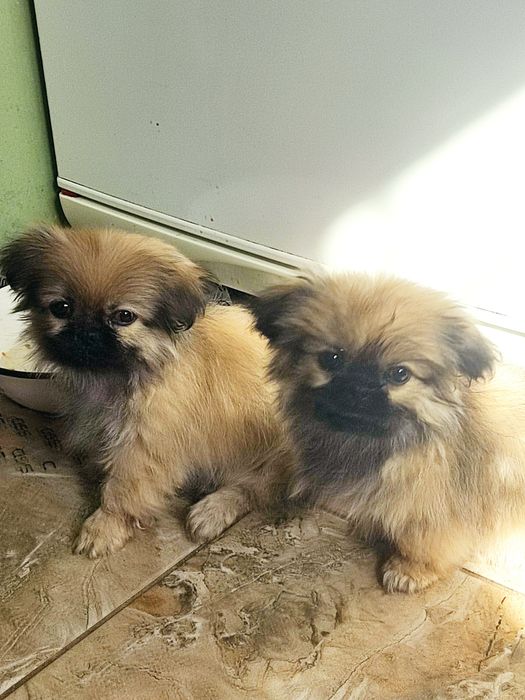 Продам цуценят пекінеса