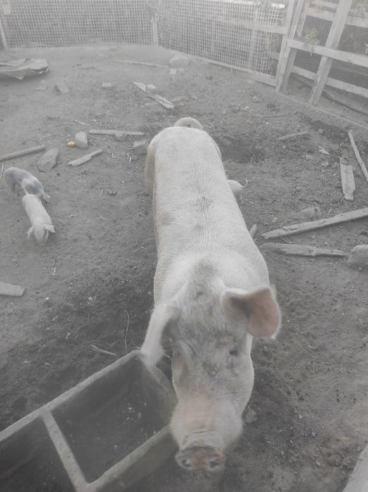 Porco para venda