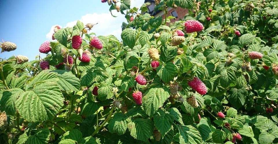 Sadzonki malin letniej i jesiennej, DARMOWA WYSYŁKA POBRANIOWA !